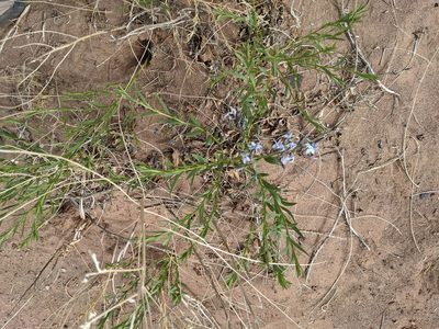 Amsonia tomentosa, photographed by Dominic Gentilcore