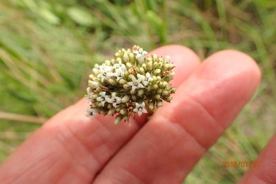 Agathisanthemum chlorophyllum, photographed by Peter Warren