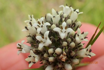 Agathisanthemum chlorophyllum, photographed by Peter Warren