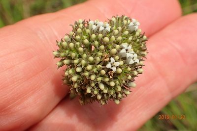 Agathisanthemum chlorophyllum, photographed by Peter Warren