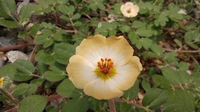 Kallstroemia maxima, photographed by Destino Trail