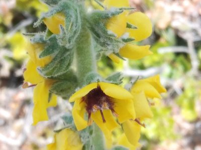 Verbascum boerhavii, photographed by Ben Costamagna