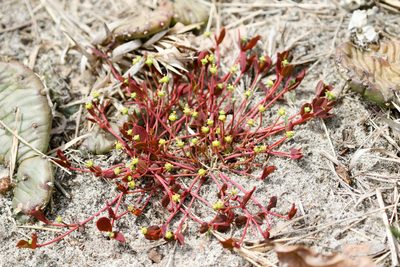 Euphorbia ipecacuanhae, photographed by Tom Field