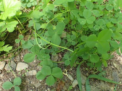 Trifolium stoloniferum, photographed by Kristen Diesburg