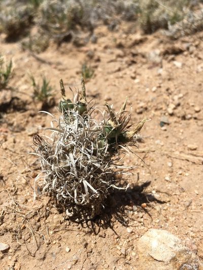 Sclerocactus papyracanthus, photographed by Cecelia Alexander
