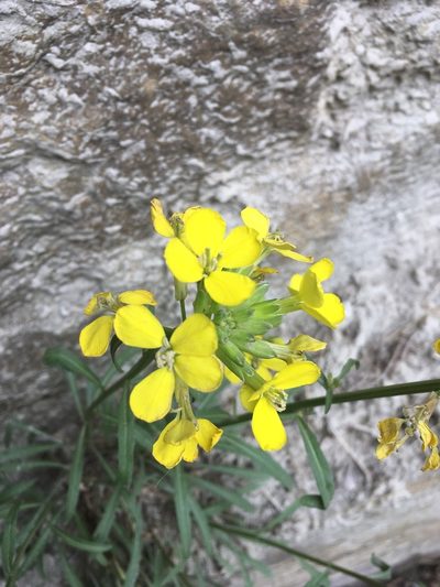 Erysimum rhaeticum, photographed by Karsten Rohweder