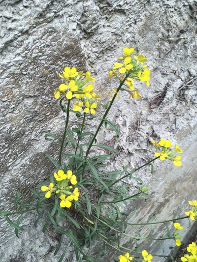 Erysimum rhaeticum, photographed by Karsten Rohweder