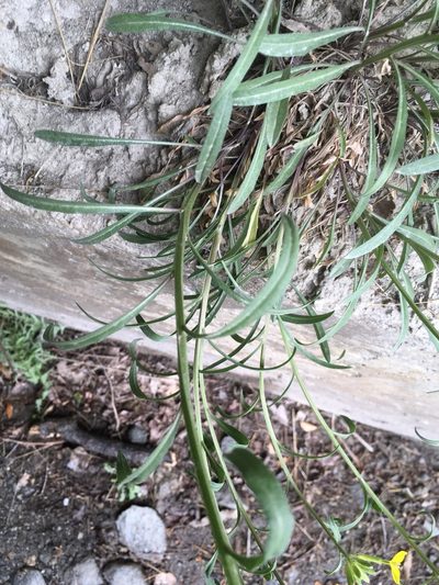 Erysimum rhaeticum, photographed by Karsten Rohweder