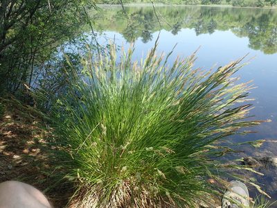 Carex stricta, photographed by John Baur