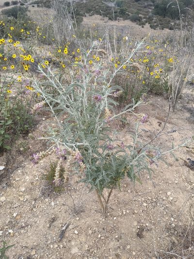 Astragalus brauntonii, photographed by Zack Abbey