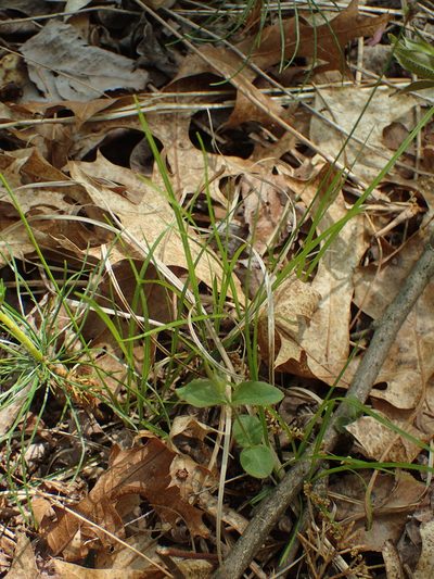 Carex lucorum, photographed by John Baur