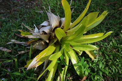 Werauhia gigantea, photographed by Glynn Morris