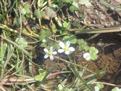 Ranunculus omiophyllus, photographed by John Lyden