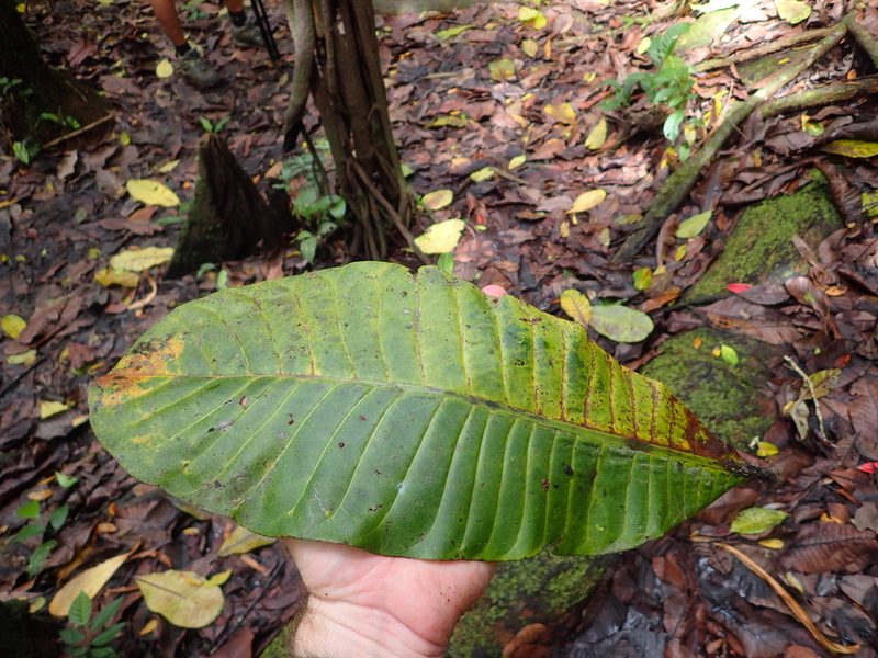 Anacardium excelsum, photographed by rockybajada