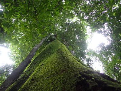 Brosimum utile, photographed by rockybajada