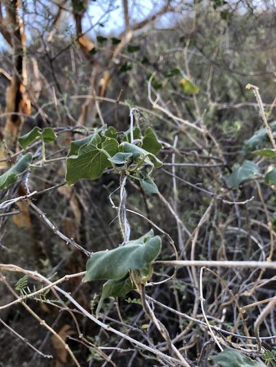 Polystemma cordifolium, photographed by Enrique Martínez Núñez