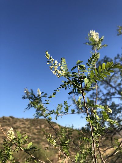 Eysenhardtia orthocarpa, photographed by Enrique Martínez Núñez