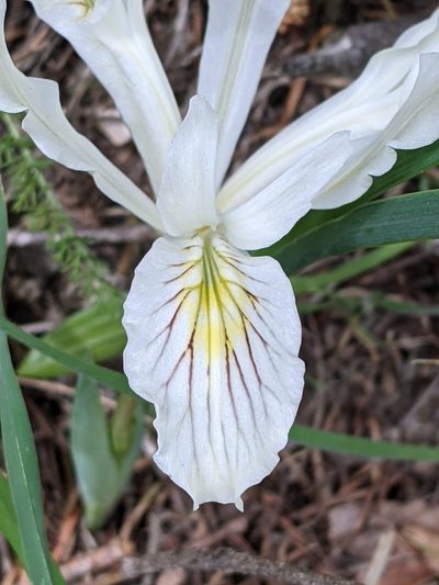 Iris tenuissima, photographed by David Anderson