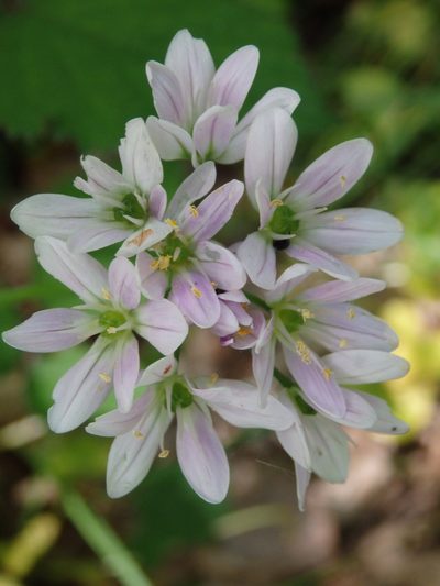 Allium massaessylum, photographed by Carminda Santos