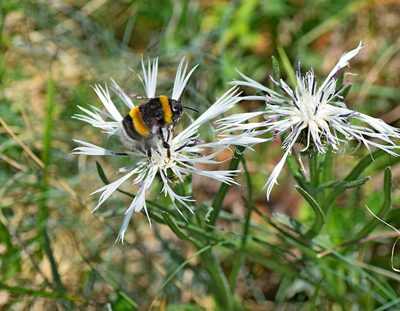 Centaurea napulifera, photographed by Kostas Zontanos