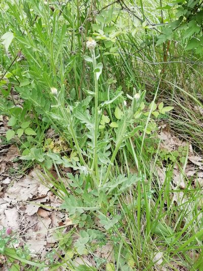 Centaurea collina, photographed by David Delon