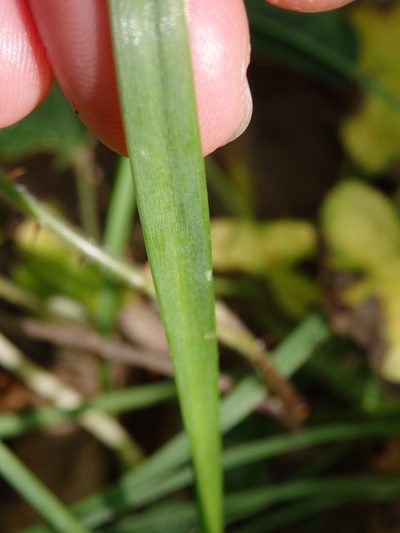 Allium massaessylum, photographed by Carminda Santos