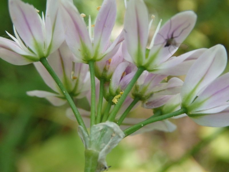 Allium massaessylum, photographed by Carminda Santos
