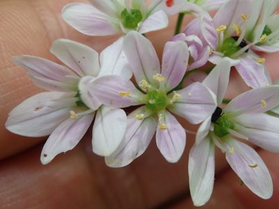 Allium massaessylum, photographed by Carminda Santos