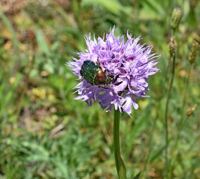 Neotinea tridentata, photographed by Kostas Zontanos