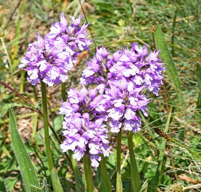 Neotinea tridentata, photographed by Kostas Zontanos