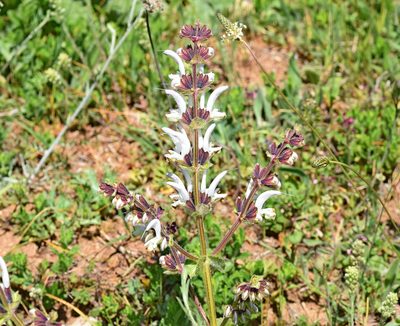 Salvia argentea, photographed by Kostas Zontanos