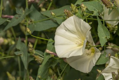 Convolvulus scammonia, photographed by Eleftherios Katsillis