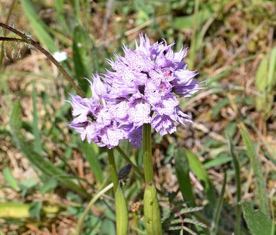 Neotinea tridentata, photographed by Kostas Zontanos