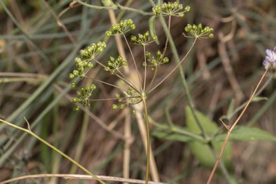 Scaligeria napiformis, photographed by Eleftherios Katsillis