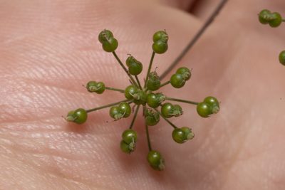Scaligeria napiformis, photographed by Eleftherios Katsillis