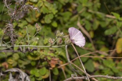 Convolvulus oleifolius, photographed by Eleftherios Katsillis