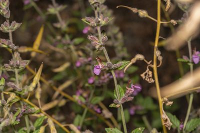 Teucrium divaricatum, photographed by Eleftherios Katsillis