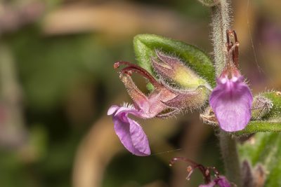 Teucrium divaricatum, photographed by Eleftherios Katsillis