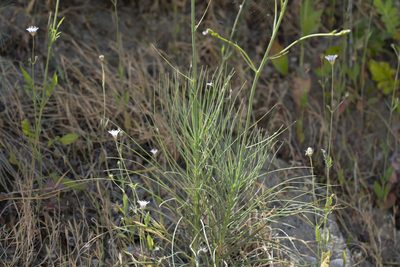 Asphodeline liburnica, photographed by Eleftherios Katsillis