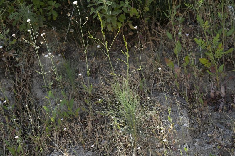 Asphodeline liburnica, photographed by Eleftherios Katsillis