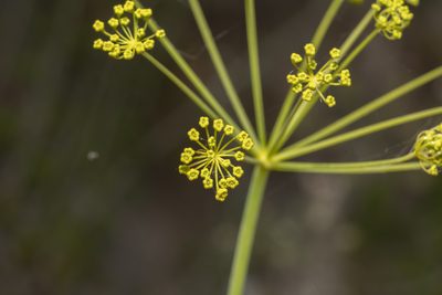 Thapsia asclepium, photographed by Eleftherios Katsillis
