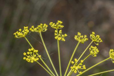 Thapsia asclepium, photographed by Eleftherios Katsillis