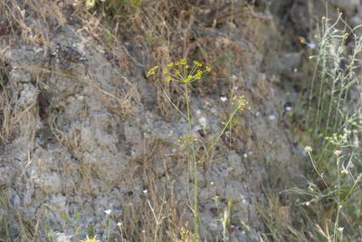 Thapsia asclepium, photographed by Eleftherios Katsillis