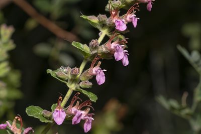 Teucrium divaricatum, photographed by Eleftherios Katsillis