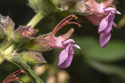 Teucrium divaricatum, photographed by Eleftherios Katsillis