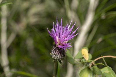 Ptilostemon chamaepeuce, photographed by Eleftherios Katsillis