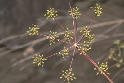 Scaligeria napiformis, photographed by Eleftherios Katsillis