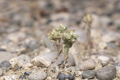 Filago pyramidata, photographed by Eleftherios Katsillis