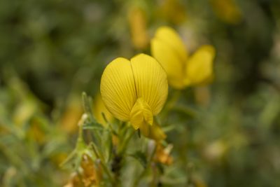 Ononis ramosissima, photographed by Eleftherios Katsillis