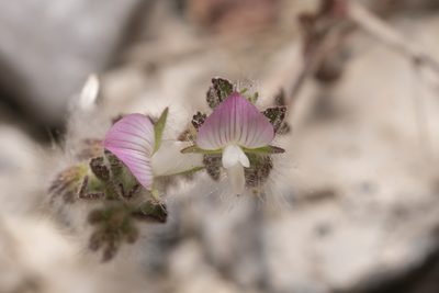 Ononis reclinata, photographed by Eleftherios Katsillis